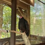 Turkey Vulture